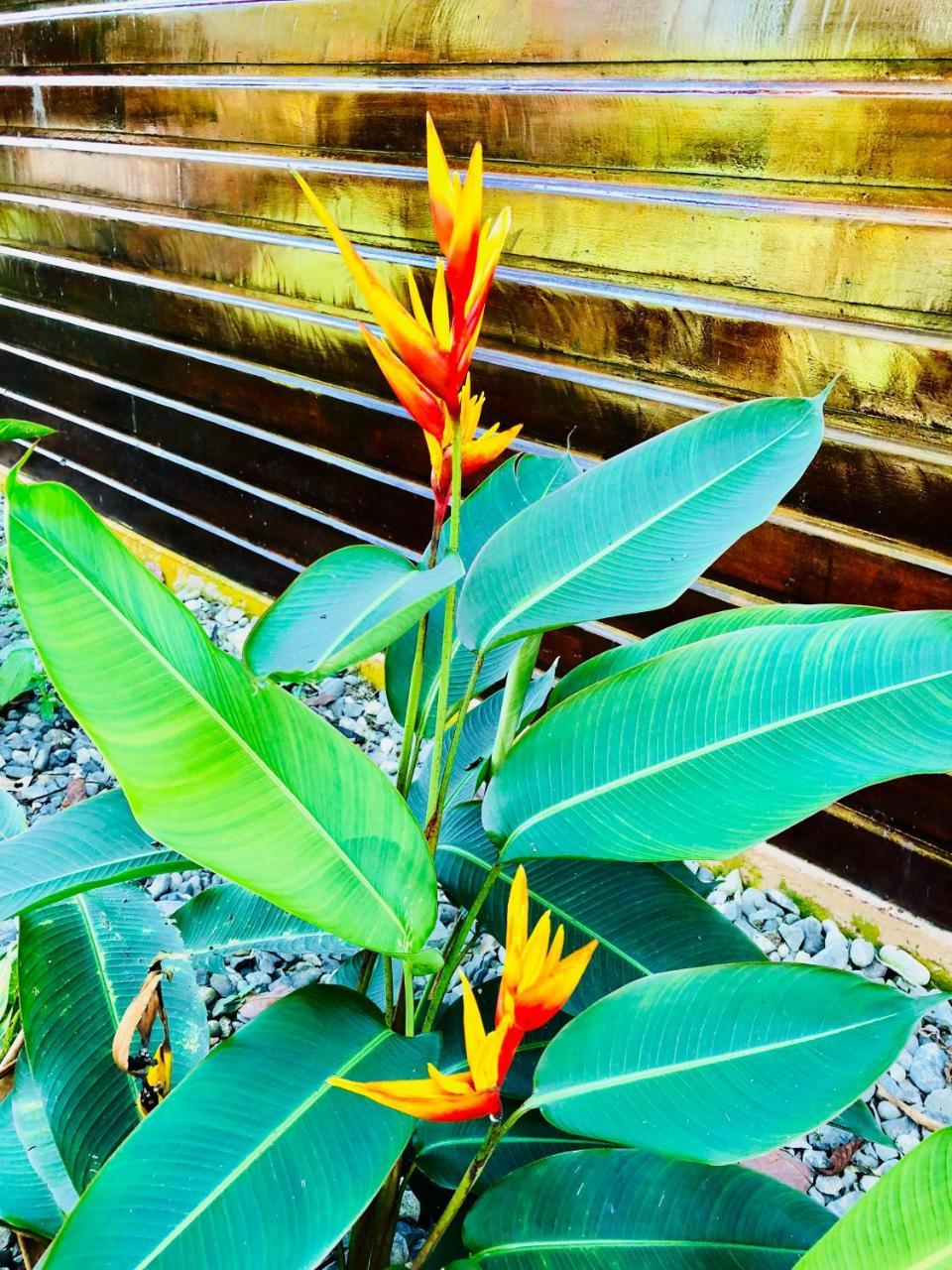 Casa Oceana Bed and breakfast Bocas del Toro